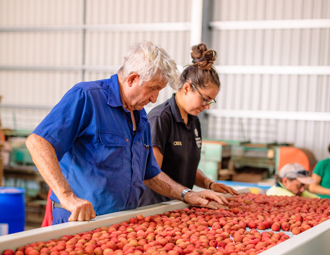 Rocky Creek Orchards Employees Sorting Lychees
