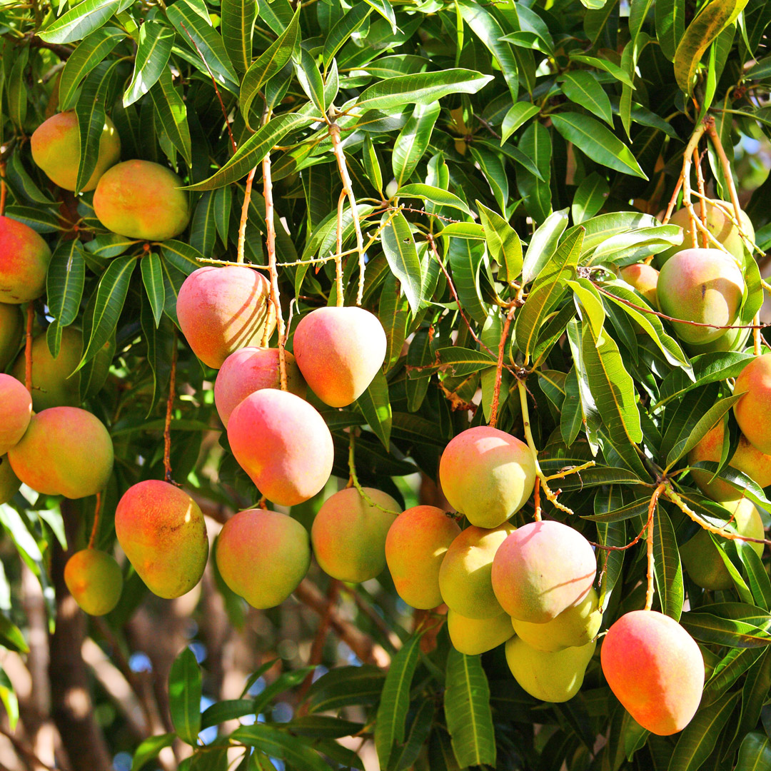 Sunlight hitting Australian mango tree full of ripe, blushing R2E2 mangoes