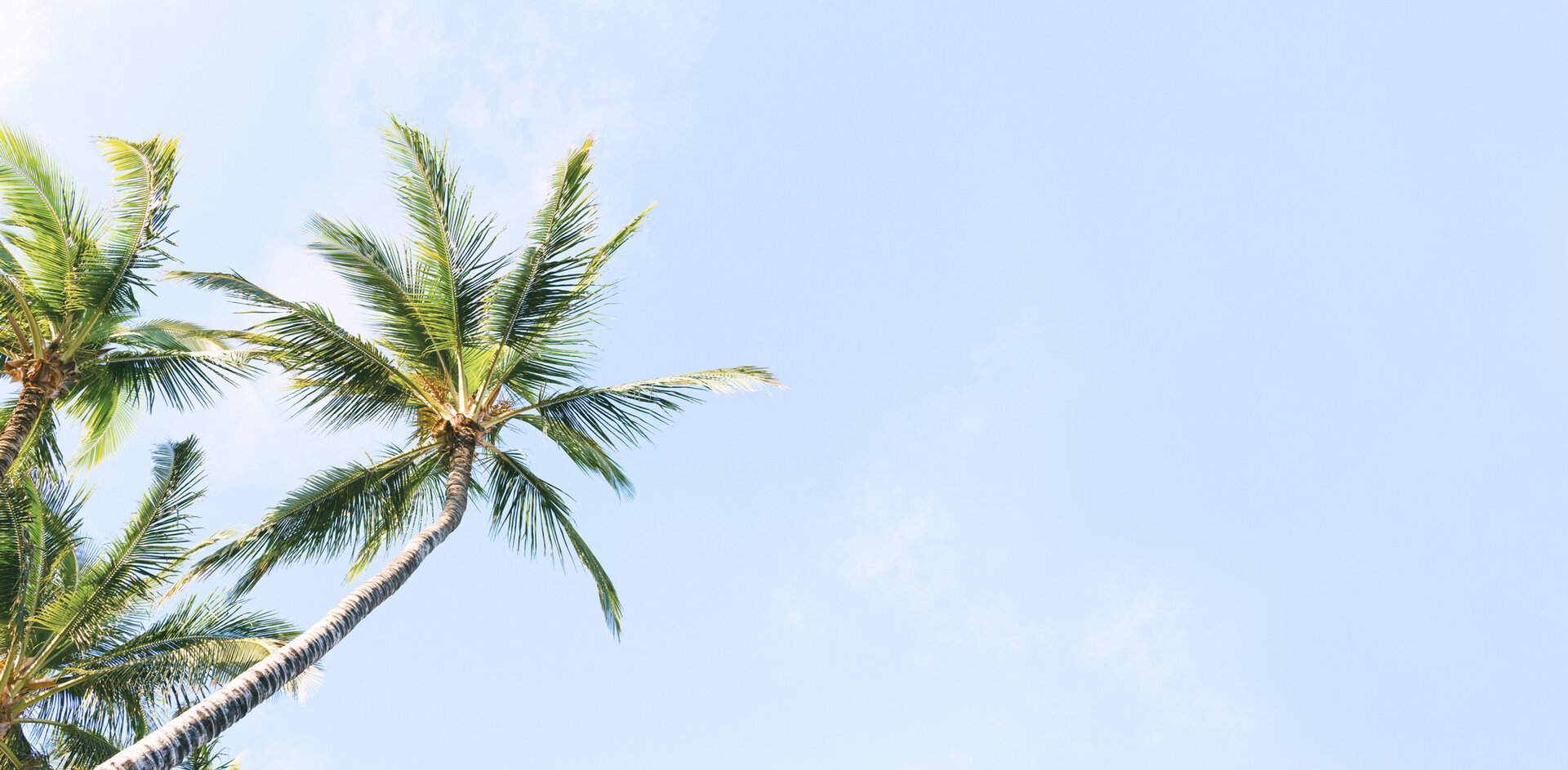 Hero image of palm tree with blue background